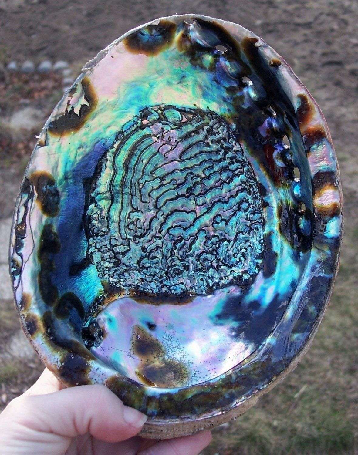 Abalone Shell Polished  Large 15cm