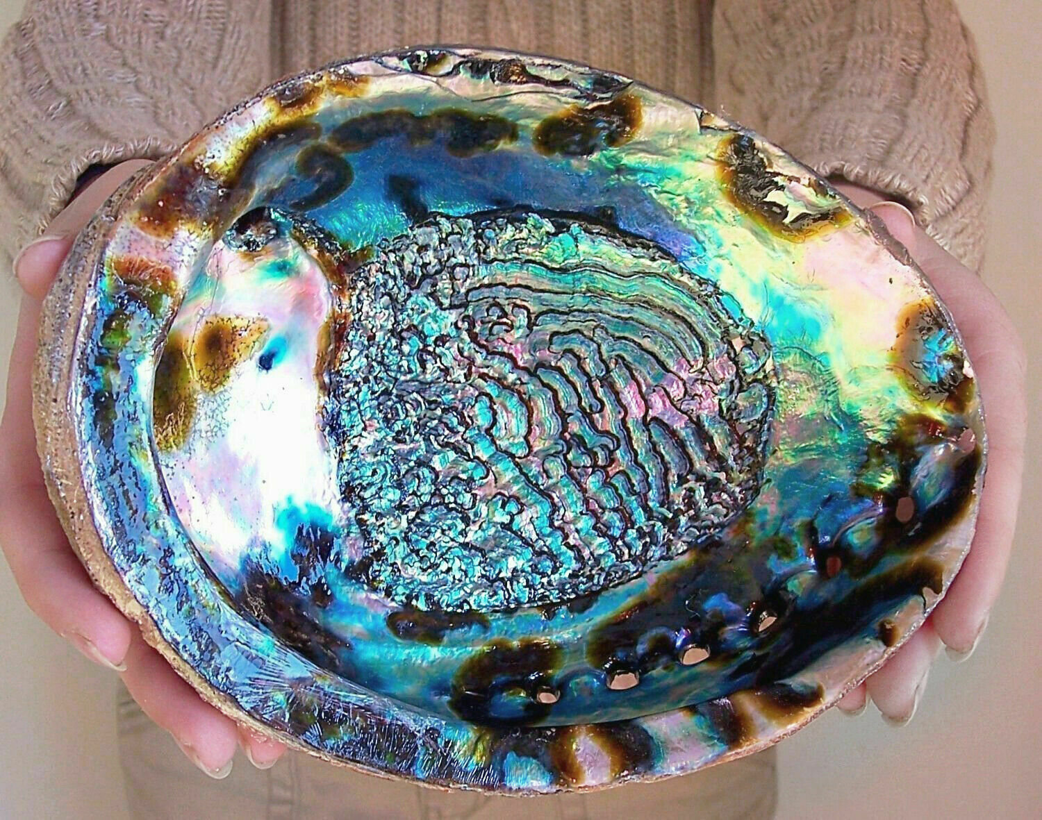 Abalone Shell Polished  Large 15cm