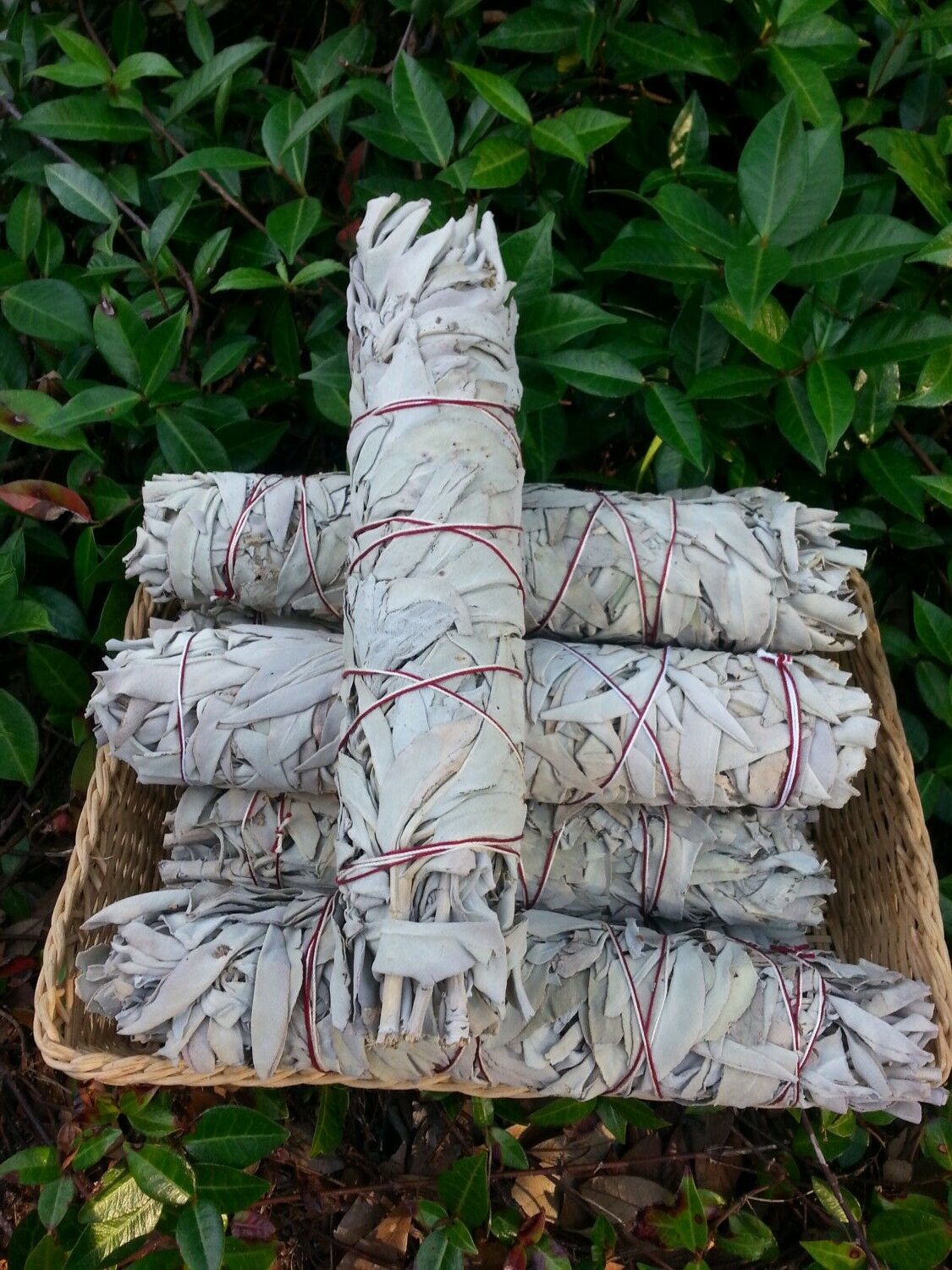Smudge California White Sage - Extra large 9" / 23cm - 2 pack