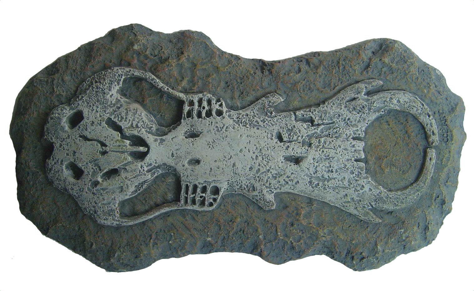 Australian Fossil Find Excavation
